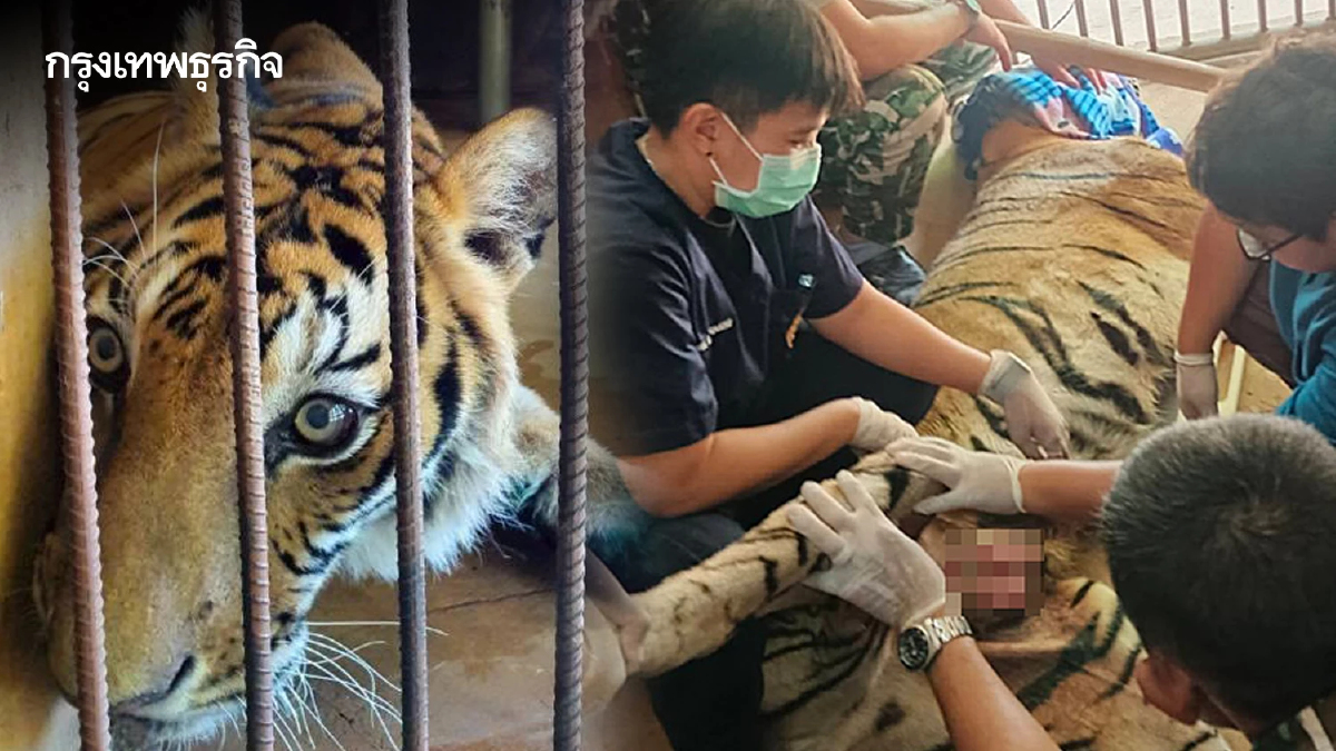 ไทยพบเสือโคร่ง ป่วยมะเร็งเต้านม กระจายปอด ช่วยชีวิต ทำเคมีบำบัด