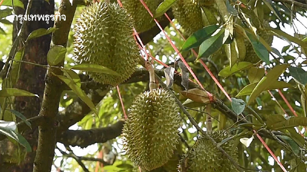 กรมวิชาการ ย้ำความปลอดภัยทุเรียน ดัน อินทผลัม-สละ เจาะตลาดจีน