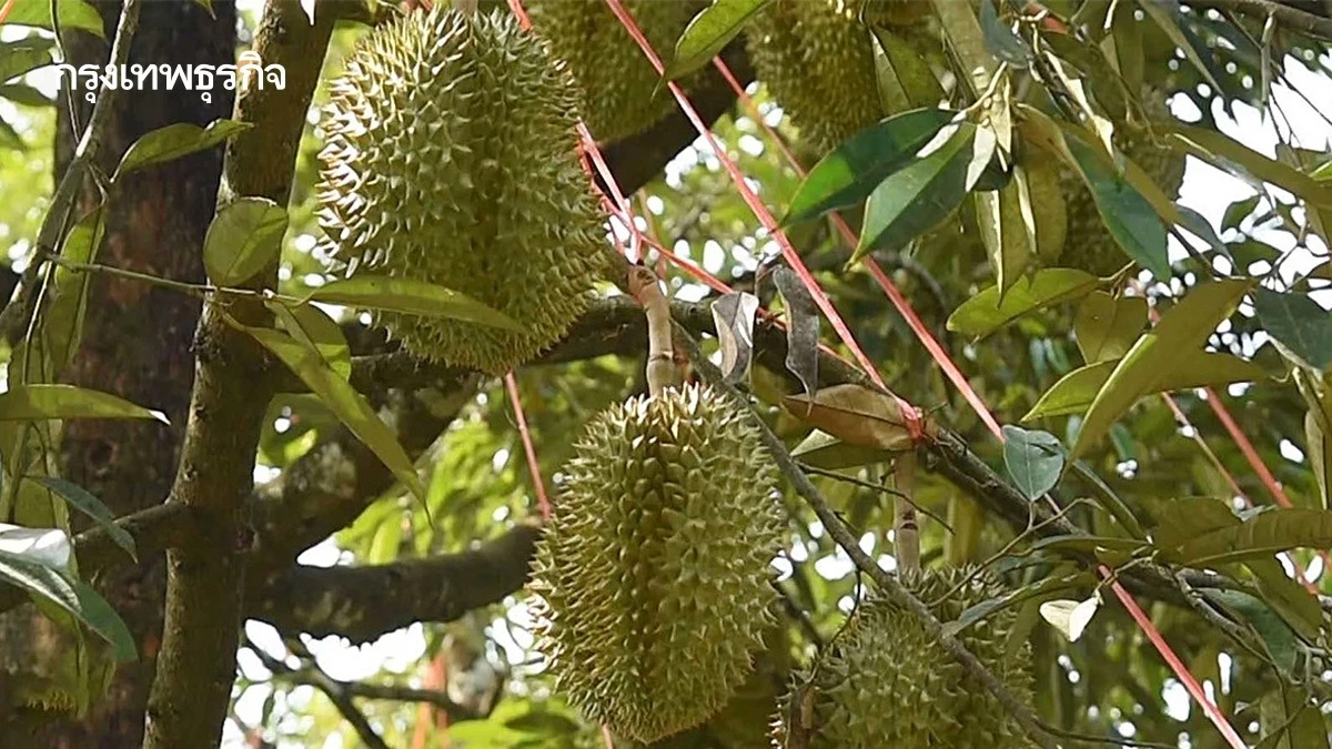กรมวิชาการ ย้ำความปลอดภัยทุเรียน ดัน อินทผลัม-สละ เจาะตลาดจีน