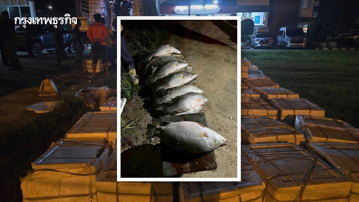 กรมประมง จับปลากะพงเถื่อน ที่สุไหงโกลก 7,536 กก. กว่า 6 แสนบาท