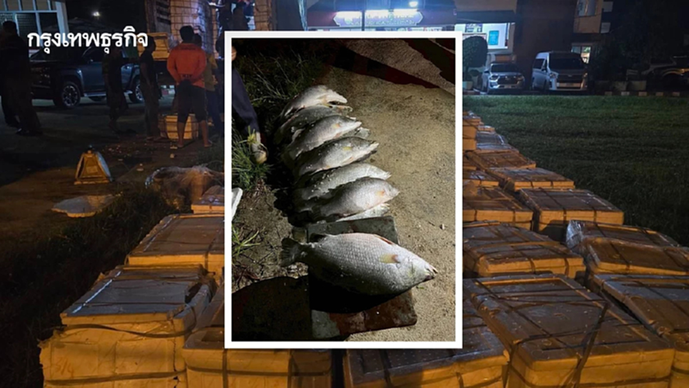 กรมประมง จับปลากะพงเถื่อน ที่สุไหงโกลก 7,536 กก. กว่า 6 แสนบาท
