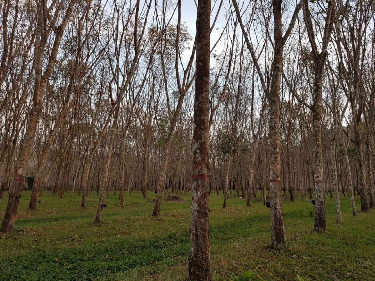 กยท.เร่งแก้ปัญหา สู้โรคใบร่วงยางพารา พื้นที่ 3.9 แสนไร่ 19 จังหวัด