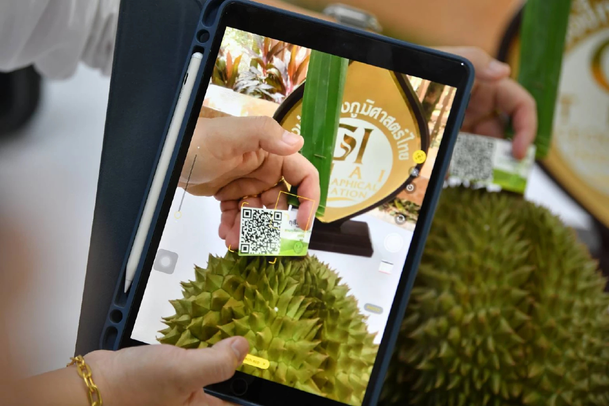 กรมทรัพย์สินทางปัญญา นำร่องระบบ GI SMARTTRACE  ทุเรียนนนท์