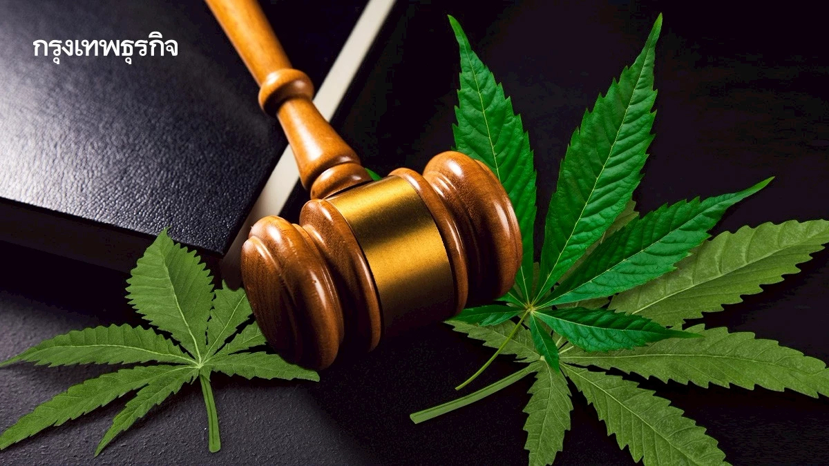 3 ปี ‘พ.ร.บ.กัญชากัญชง’ ยังไม่คลอด และส่อแท้ง ไม่จบสภาสมัยนี้