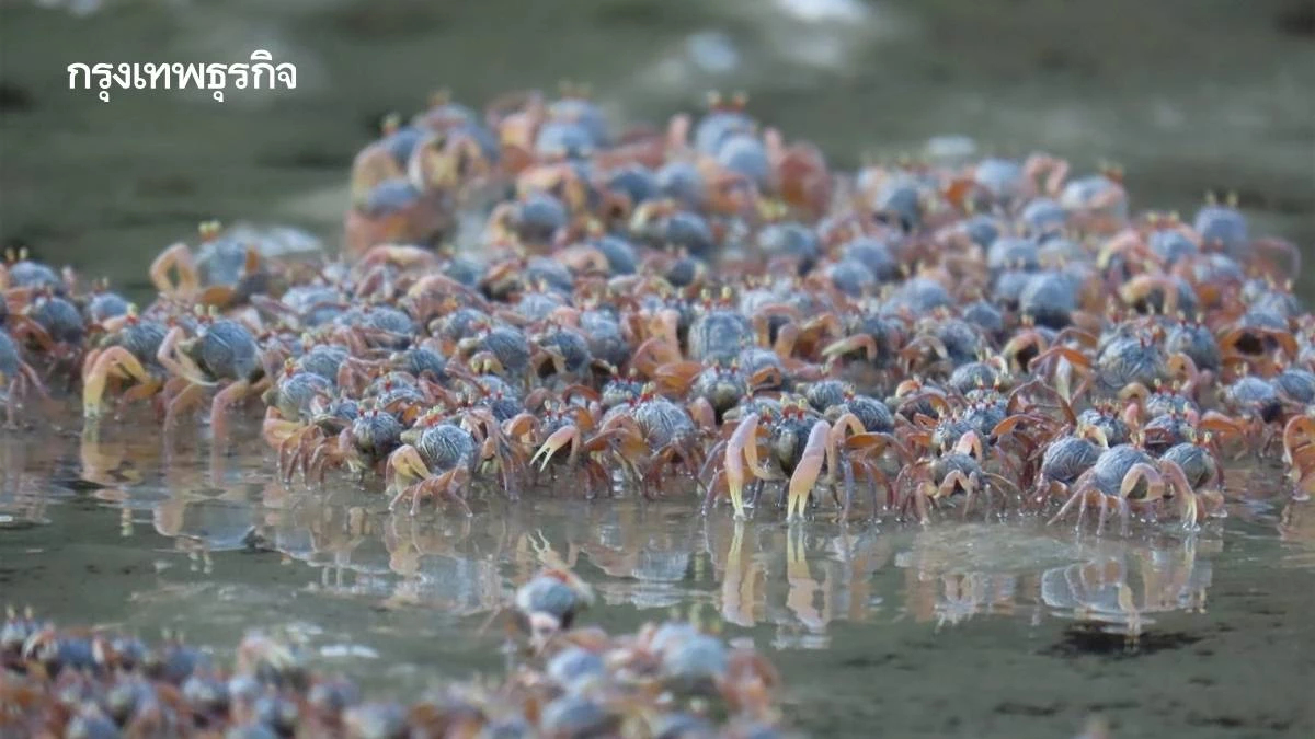 'ปูทหาร' นับแสนเดินขบวนแน่นหาดเขาแบนะ จ.ตรัง ตัวไหนลงรูผิด โดนไล่ทันที