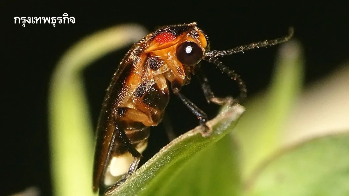 ‘หิ่งห้อย’ ใกล้สูญพันธุ์ ถิ่นที่อยู่น้อยลง กลางคืนสว่างมากเกินไป