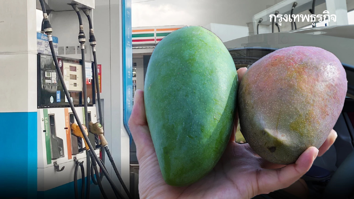 คนกรุงเทพ เติมน้ำมันวันนี้ แจกฟรีมะม่วง 3 วันต่อเนื่อง 4 แสนกิโล