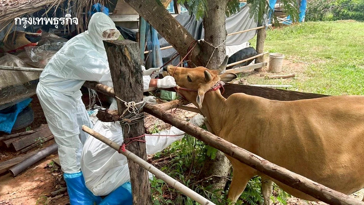 ลาวไฟเขียว นำเข้า หมู โค กระบือ หลังแอนแทรกซ์ไทยคลี่คลาย