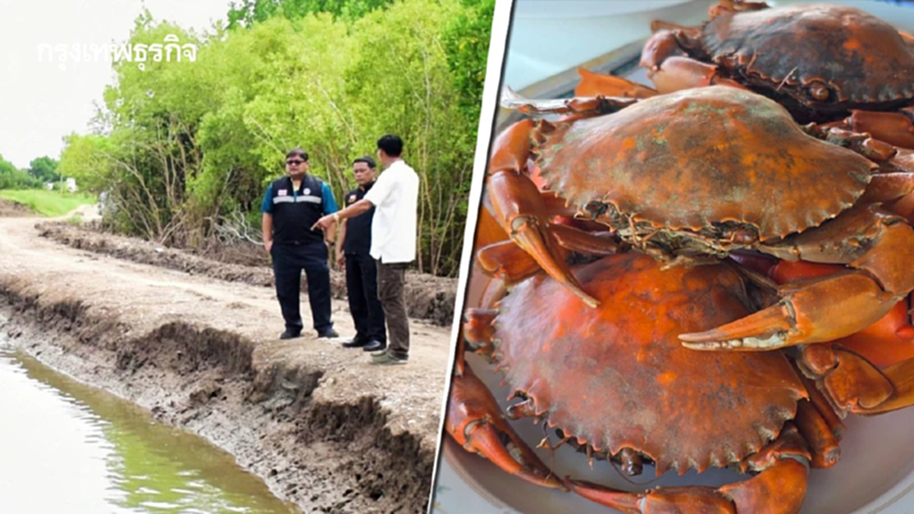 เปลี่ยน บ่อกุ้งร้าง เลี้ยง ‘ปูทะเล’โตไวต้นทุนน้อย คืนทุนเร็ว