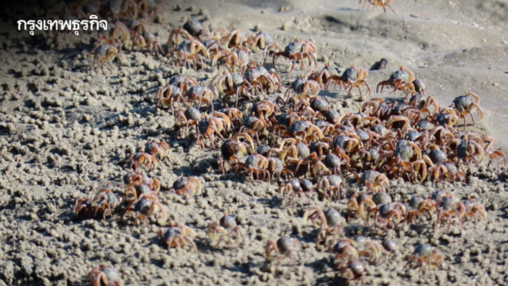 ตื่นตา 'ปูทหาร' ยกขบวนโชว์ตัวเต็มหาดเขาแบนะ อช.หาดเจ้าไหม