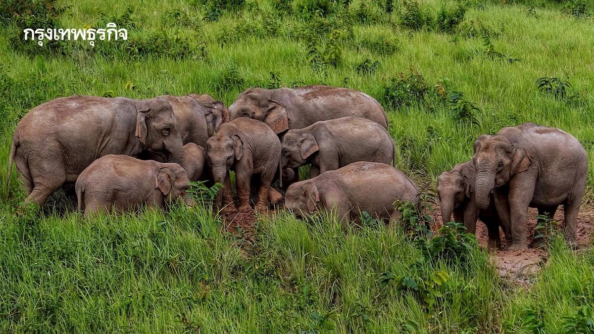 ราชกิจจาฯ ประกาศ เยียวยา 5 แสนบาท ผู้ได้รับอันตรายจากช้างป่า จ่ายเร็วใน 5 วัน
