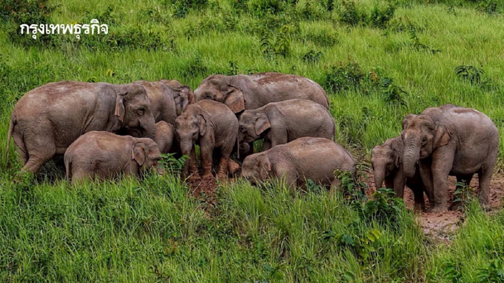 ราชกิจจาฯ ประกาศ เยียวยา 5 แสนบาท ผู้ได้รับอันตรายจากช้างป่า จ่ายเร็วใน 5 วัน