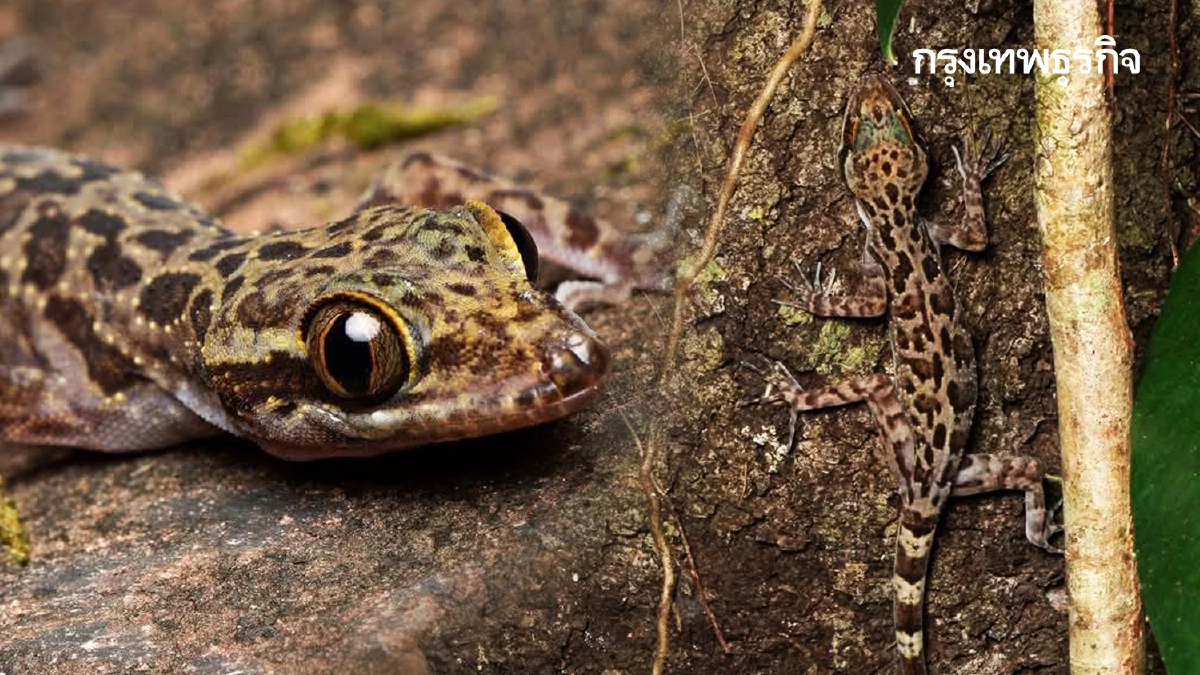 เปิดม่านปริศนา นักพรางตัวภูลังกา 'ตุ๊กกายจารุจินต์' สุดลึกลับ