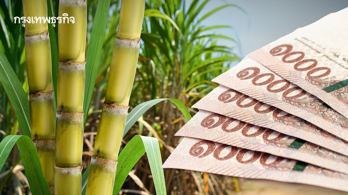 รัฐจ่ายเงินชดเชย 69 บ./ตัน ชาวไร่อ้อยตัดสด งวดแรก ก.ค. 68 แอปทางรัฐ