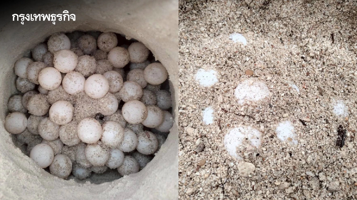 พบอีก 'เต่ากระ' วางไข่ 169 ฟอง ชายหาดเกาะทะลุ นับเป็นรังที่ 8 ของปี