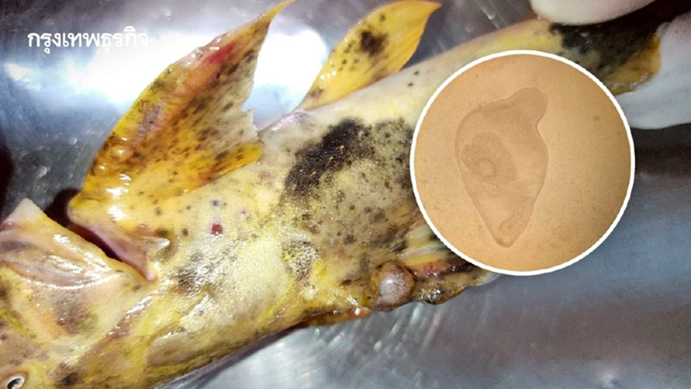 ประมงแจง ตุ่มแดง 'ปลาแค้' แม่น้ำสาย-แม่น้ำก คือผลจากพยาธิใบไม้