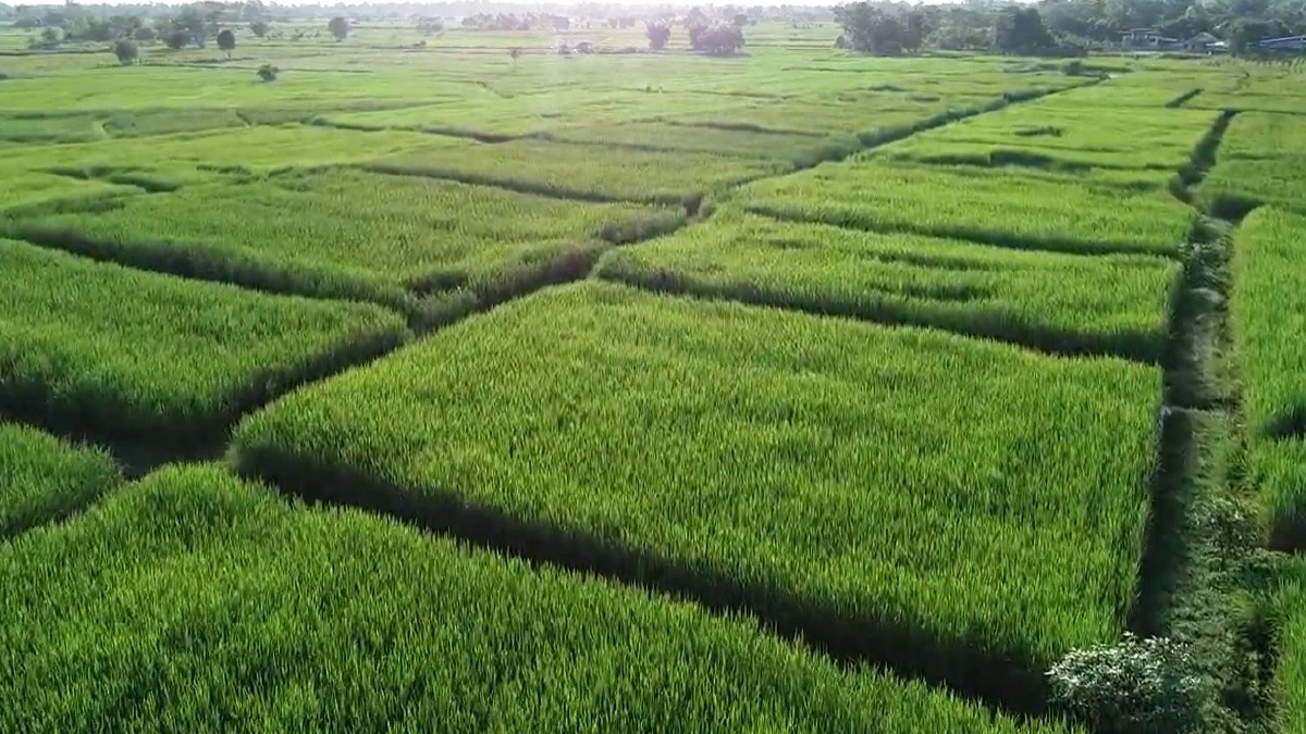 มข. ชงรัฐ! ปลูกข้าวอย่างยั่งยืน ลดต้นทุน เพิ่มกำไร ลดก๊าซเรือนกระจก