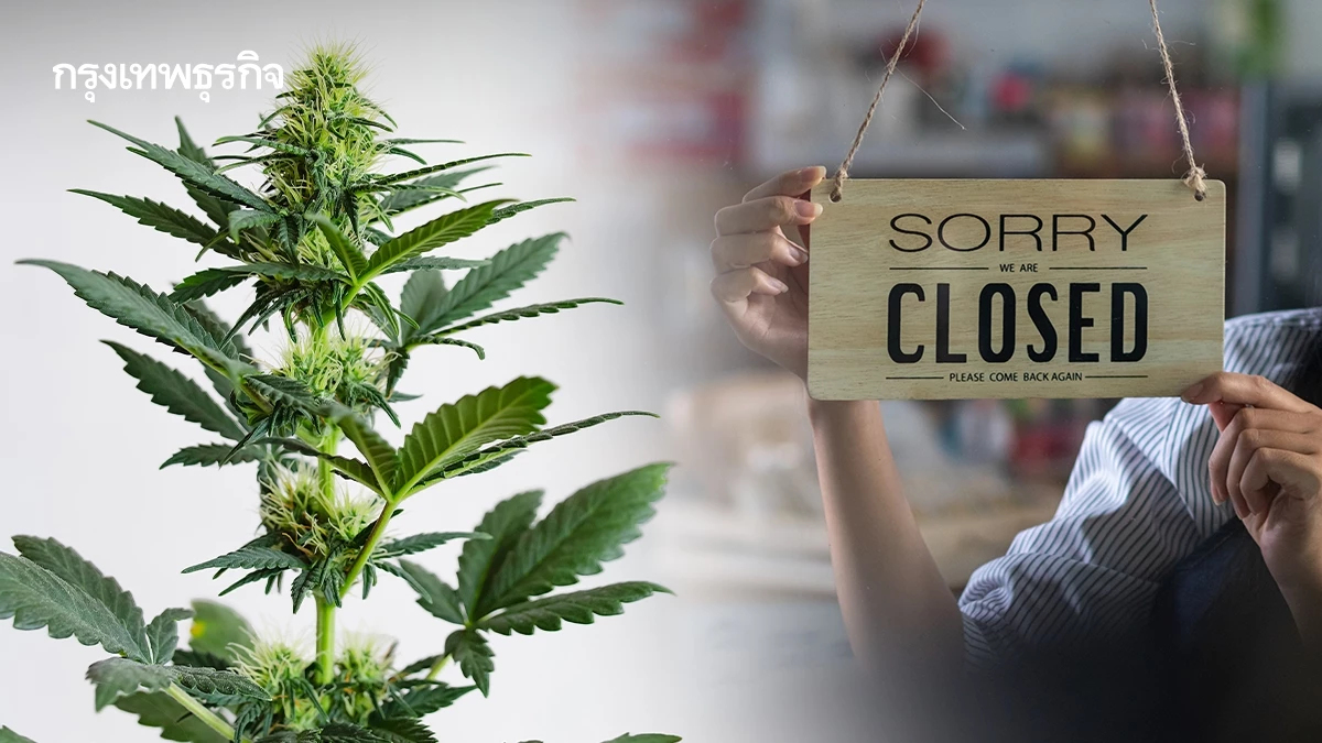 ร้านค้าช่อดอกกัญชา 12,000 แห่ง ส่อไม่ได้ไปต่อ หากไร้วิชาชีพประจำร้าน
