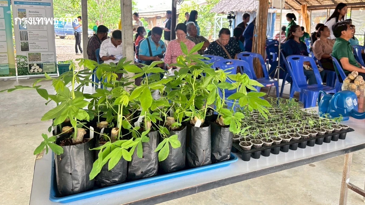 เกษตรฯ ส่งมอบท่อน พันธุ์มันสำปะหลังต้านโรคใบด่างฯ หนุนเกษตรกรผลิตได้มั่นใจมากขึ้น