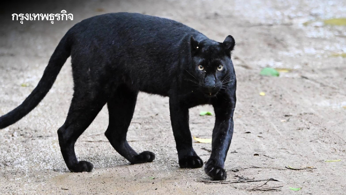ภาพล่าสุด เสือดำ สุดสง่า เดินอวดโฉมนทท. อุทยานแห่งชาติแก่งกระจาน