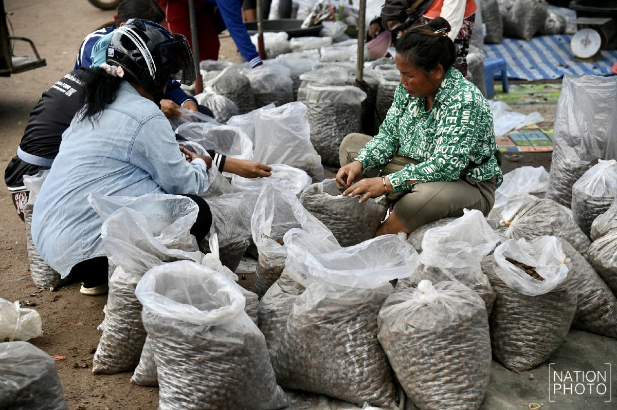 กระทบหนัก! ชาวกัมพูชาขายเห็ดได้น้อย จำกัดเวลาเปิดปิดด่าน