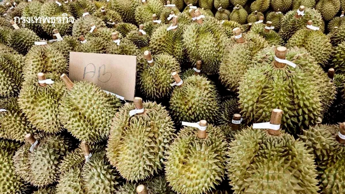 มีจริง ทุเรียนลูกละ 99 บาท หาได้ที่ไหน ไปซื้อได้ตลาดสดทั่วกรุงเทพ