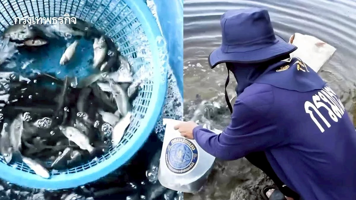 ปลากะพง คุมปลาหมอคางดำได้ผล ซีพีเอฟ-กรมประมง เดินต่อกองทุนเฟส 3