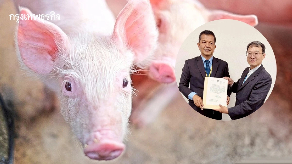 กรมปศุสัตว์ ถกญี่ปุ่น แบ่งโซนเลี้ยงสัตว์ หวังส่งออกเนื้อหมูดิบ