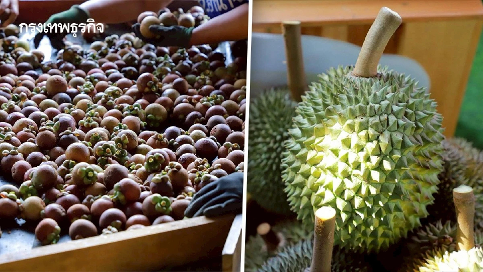 กรมส่งเสริมการเกษตร งัด 8 มาตรการคุมคุณภาพผลไม้ ภาคเหนือ ใต้ ปี68