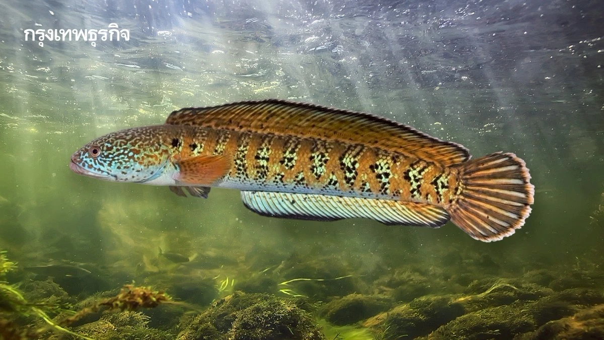 พบ ‘ปลาช่อนเชล’ ครั้งแรกในรอบ 85 ปี ระหว่างที่ชนพื้นเมืองจับกิน