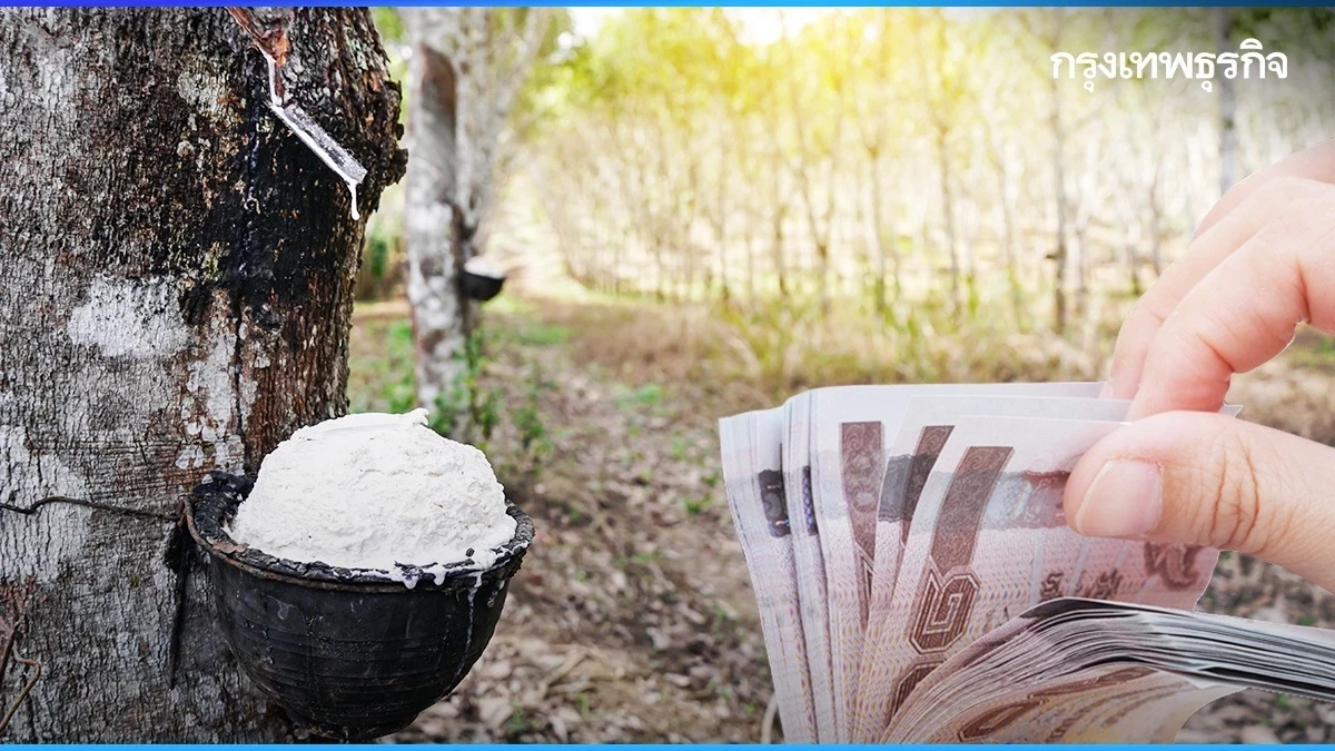 กยท. เตรียมจ่ายเงินเยียวยาเกษตรกรสวนยาง ที่ประสบภัย รายละ 3,000 บาท