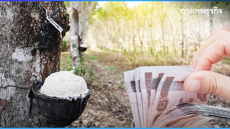 กยท. เตรียมจ่ายเงินเยียวยาเกษตรกรสวนยาง ที่ประสบภัย รายละ 3,000 บาท
