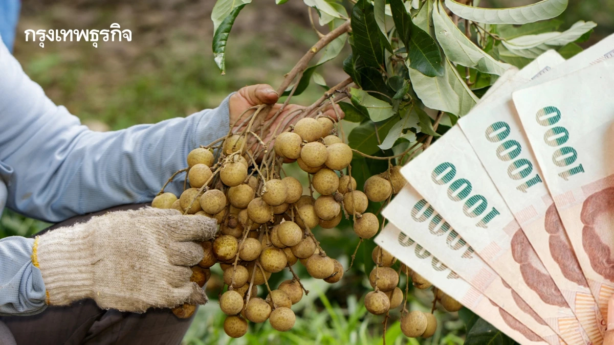 เช็กเลย ใครได้บ้าง เงินช่วยเหลือสวนลำไย 2568 รัฐจ่ายไร่ละ 1400 บาท