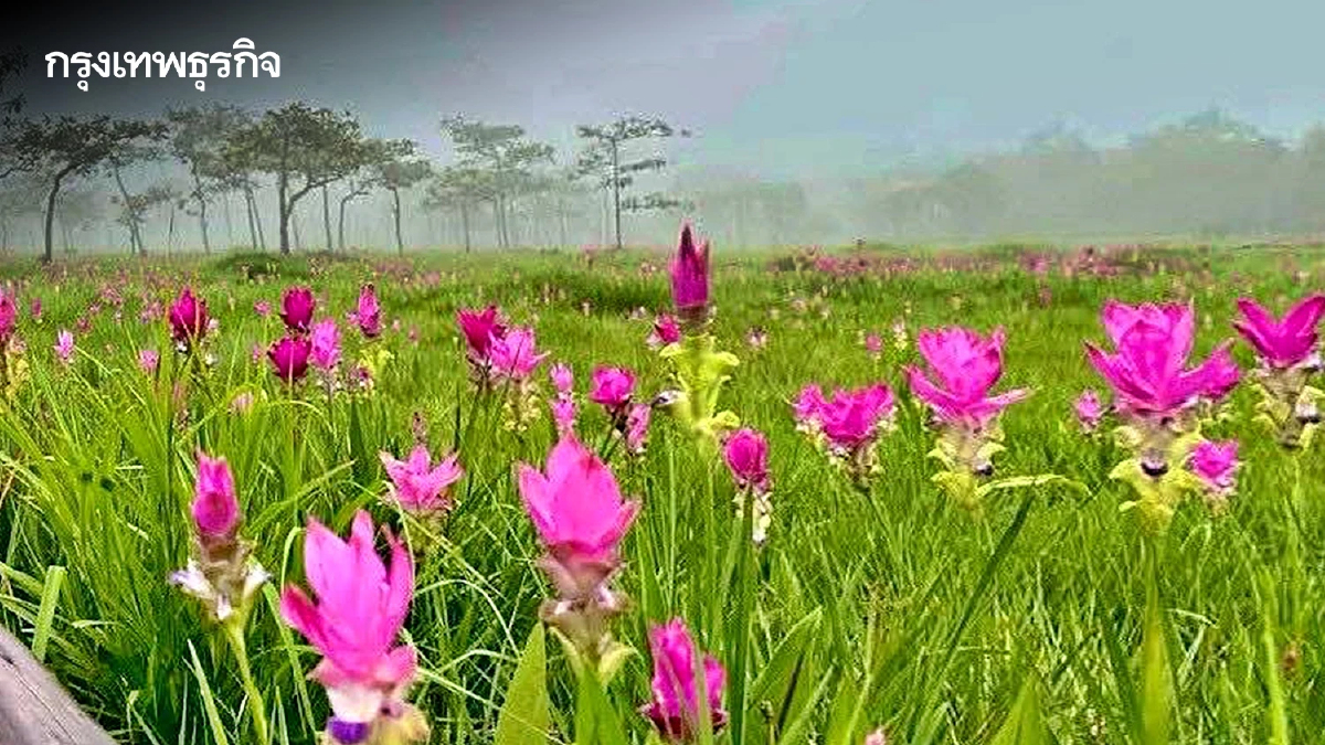 วันหยุดยาว ชวนเที่ยวชัยภูมิ ชมความงาม ทุ่งดอกกระเจียว บานสะพรั่ง