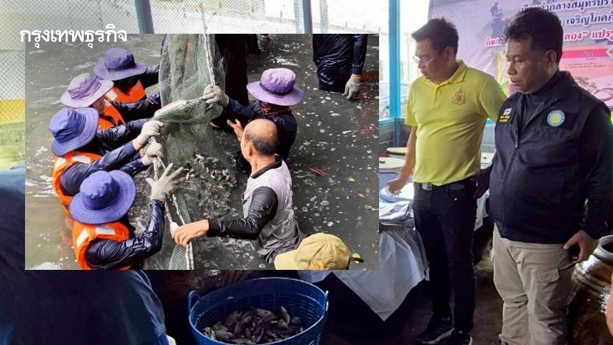 ยกระดับน้ำปลาหับเผย จากปลาหมอคางดำ สู่ของดีคู่ครัวไทย