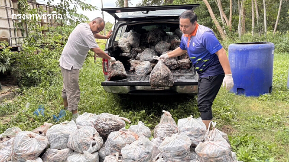 กรมประมง ขยายโควตา รับซื้อปลาหมอคางดำ 6 แสนกก.ในเดือน ก.ค.  นี้