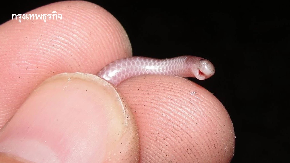 พบ ‘งูเส้นด้ายบาร์เบโดส’ งูที่เล็กที่สุดในโลก หลังเข้าใจว่าสูญพันธุ์ไปแล้ว