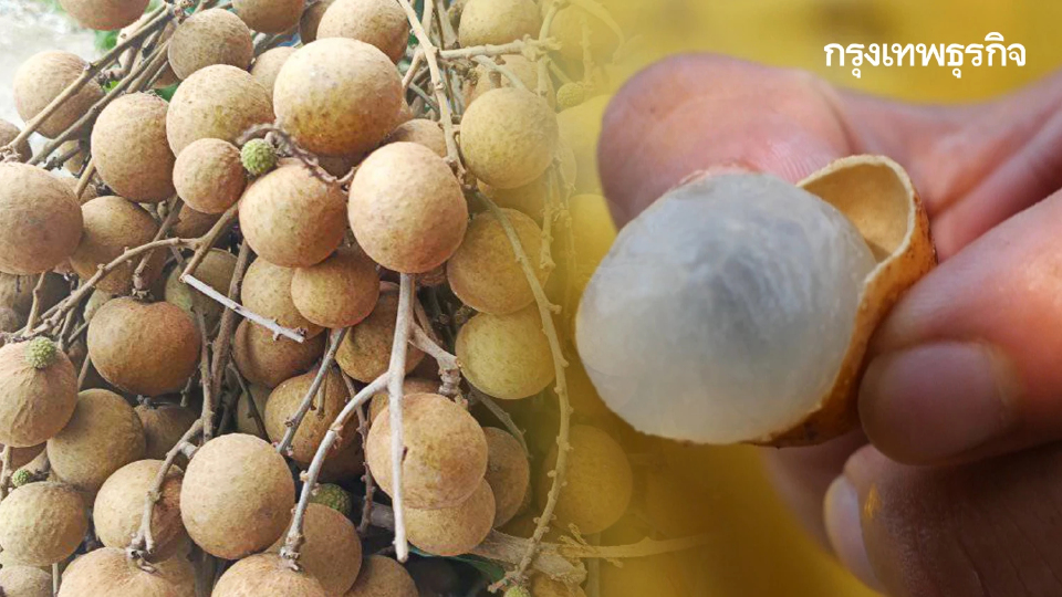ลำไยล้นตลาด 2568 เกษตรกรเตรียมรับมือ ราคาตกต่ำ หรือ พารวย?