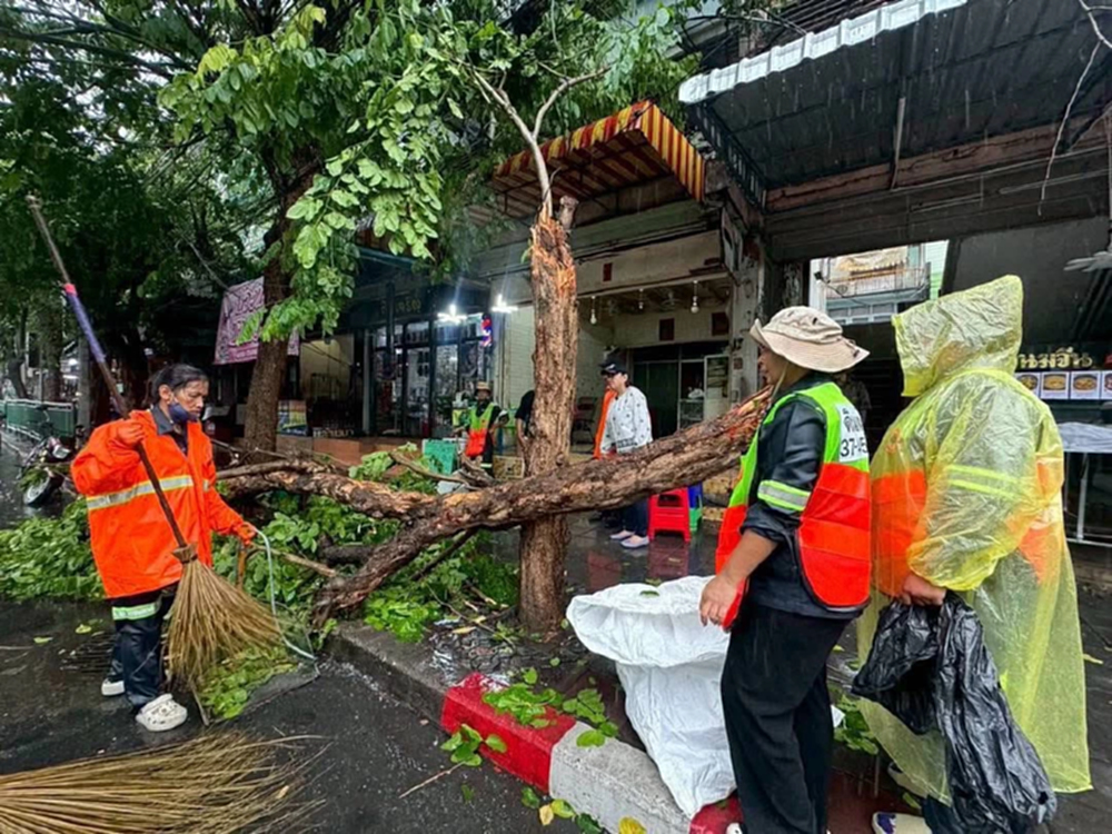 หน้าฝนนี้ต้องระวัง กทม. เร่งจัดการต้นไม้ล้ม 82 จุด แนะสังเกตต้นไม้เสี่ยง