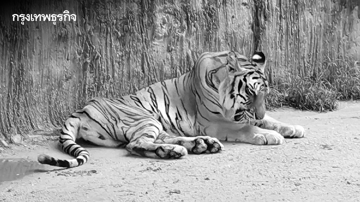 เศร้า 'ต้าร์สอง' เสือโคร่ง วัย 17 ปี ป่วยมะเร็งเต้านม เสียชีวิตแล้ว