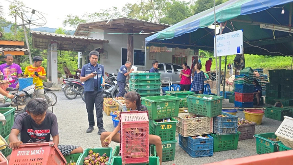 พาณิชย์ ลุยช่วย มังคุดนคร ดึงห้างค้าปลีก-ค้าส่ง ล้ง เข้าซื้อ ดันราคาขยับต่อเนื่อง 