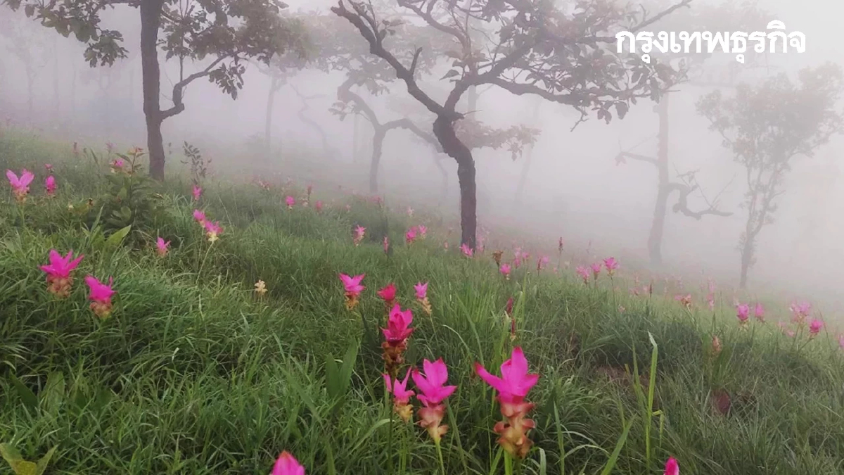 เส้นทางท่องเที่ยว ชมทุ่งดอกกระเจียว ชัยภูมิ บานสะพรั่งในช่วงฤดูฝน