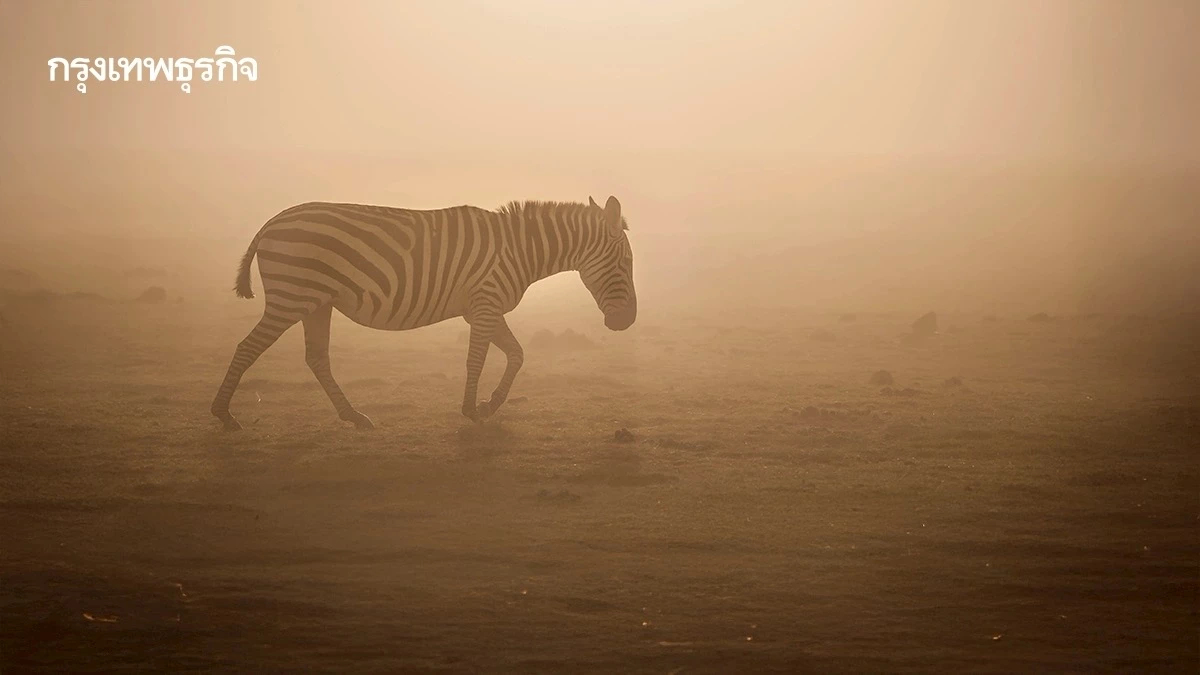 ‘พายุทราย-ฝุ่น’ ภัยเงียบกระทบคนครึ่งโลก จากแอฟริกาพัดไปเอเชียยันสหรัฐ