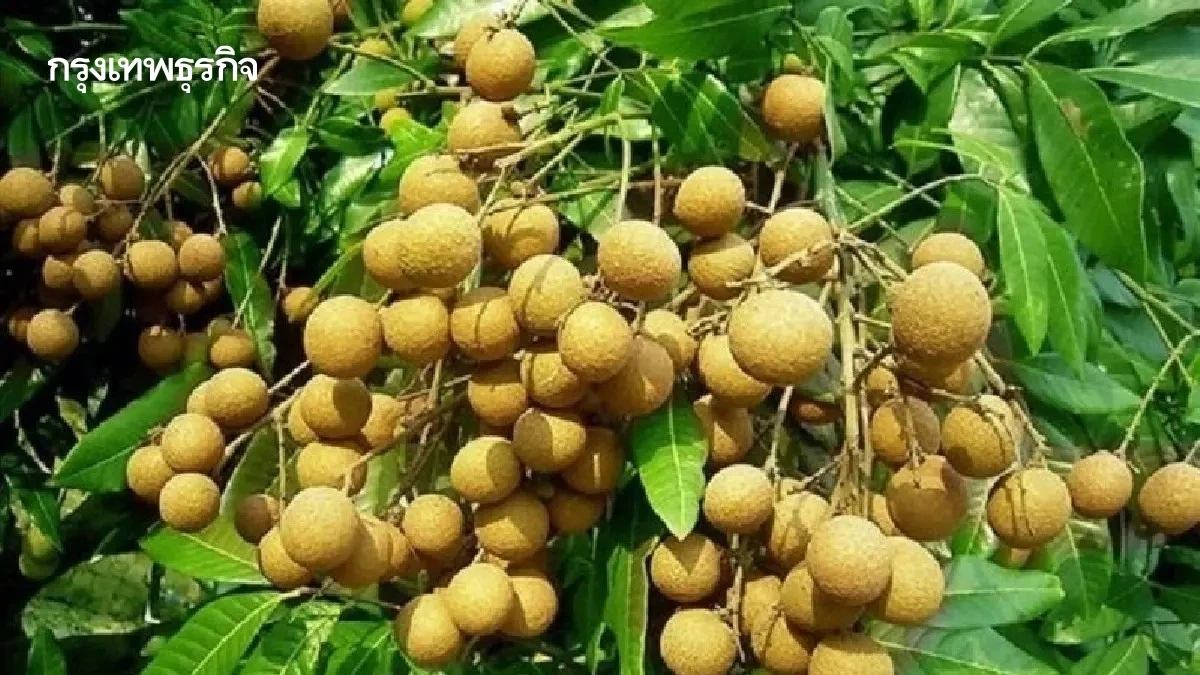 เกษตร เคาะ พันล้าน จ่ายชาวสวนลำไยไร่ละ 1,400 แก้ปัญหาราคาตก