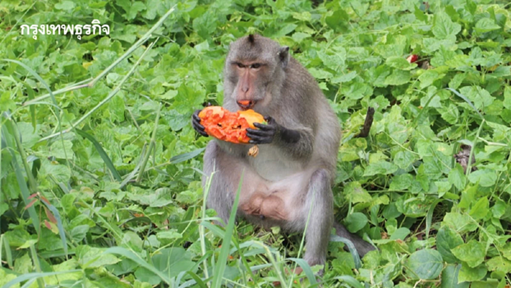 กทม. เปิด 'สวนลิงกลางน้ำ' บางขุนเทียน ที่อยู่ถาวรลิงแสม ลดปัญหาปะทะชาวบ้าน