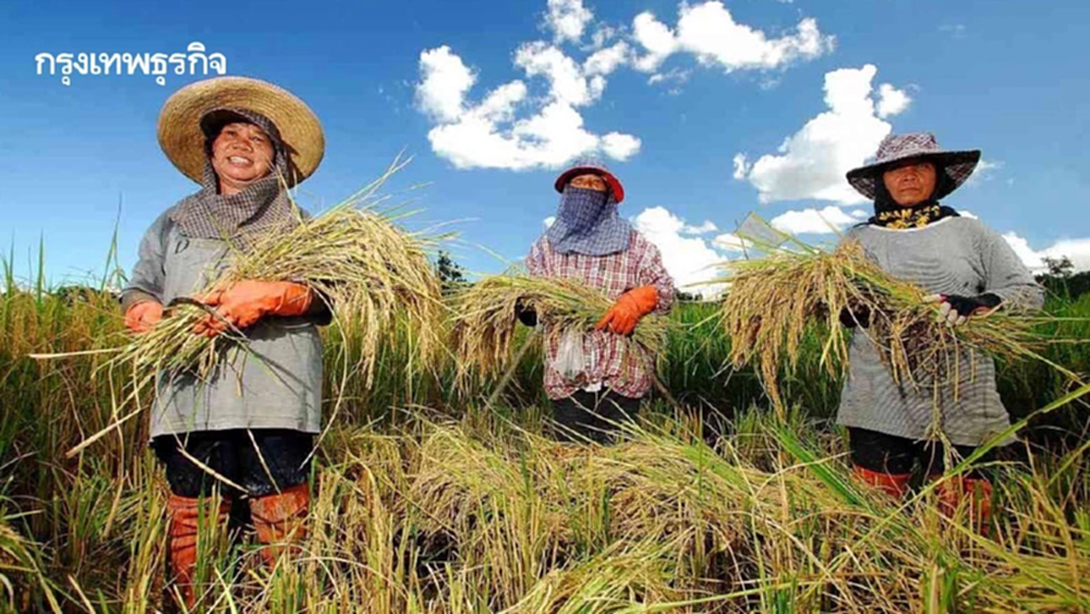 สมาคมชาวนาและเกษตรกรไทย เร่งจ่ายเงินช่วยเหลือชาวนา ไร่ละพัน