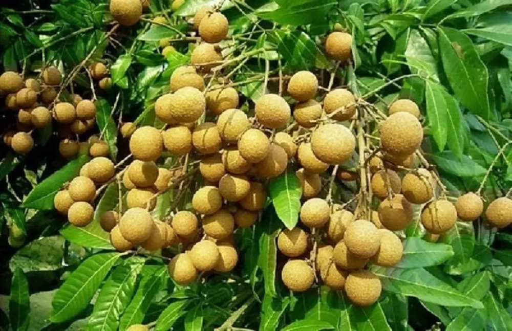 ฟรุ๊ตบอร์ด ไฟเขียว  จัดงบพันล้าน อุ้มชาวสวนลำไย เสนอครม. เร็วๆนี้