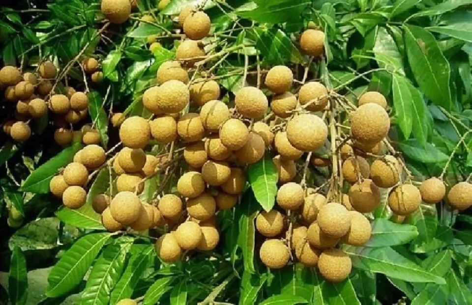 ฟรุ๊ตบอร์ด ไฟเขียว  จัดงบพันล้าน อุ้มชาวสวนลำไย เสนอครม. เร็วๆนี้