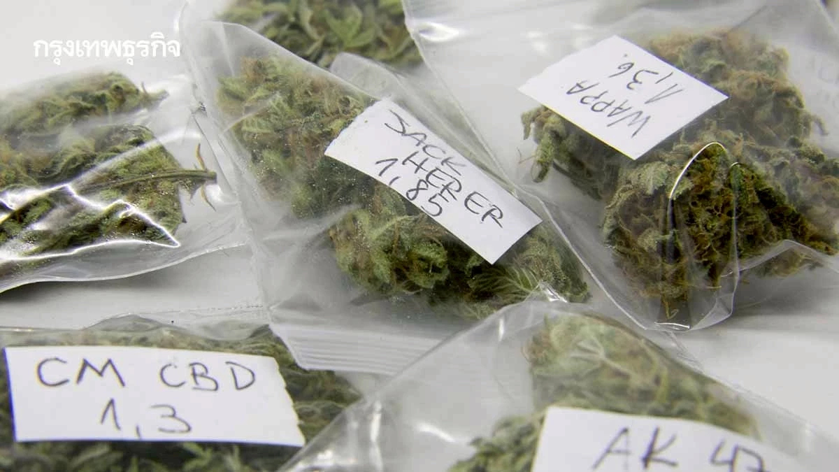 เปิด (ร่าง)กฎกระทรวงใหม่ เกณฑ์อนุญาต ‘ร้านขายช่อดอกกัญชา’  