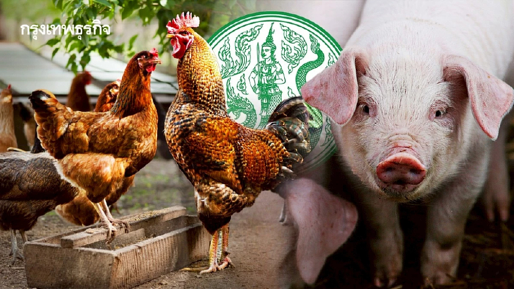 อาหารสัตว์แพงขึ้น เปิดนโยบาย ก.เกษตรฯ ช่วยเกษตรกรไทยได้จริงหรือ